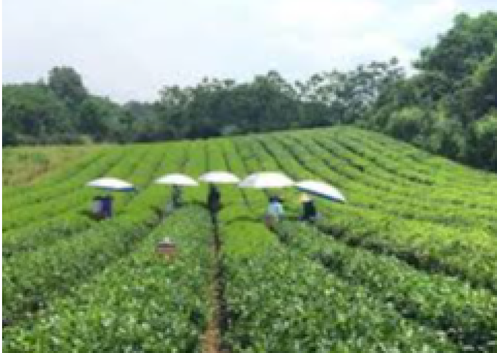 Làng nghề truyền thống chế biến chè búp khô Đá Chông