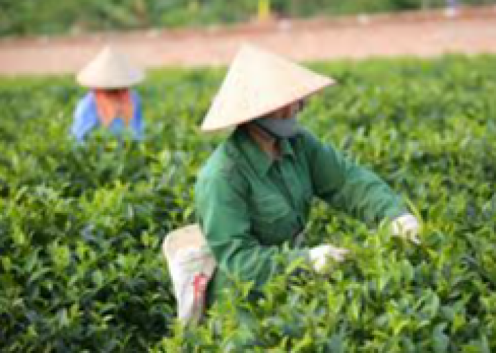 Làng nghề truyền thống chế biến chè Phú Yên