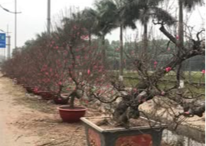 Làng nghề trồng Đào, cây cảnh thôn Đông Thai