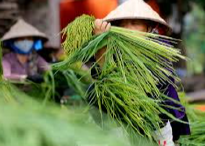 Làng nghề truyền thống cốm Mễ Trì