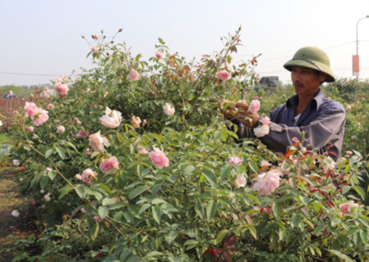 Làng nghề hoa, cây cảnh Hạ Lôi