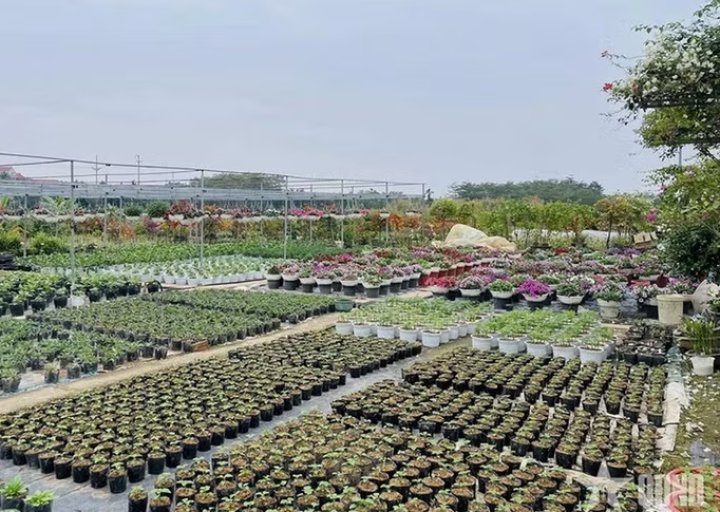 Làng nghề hoa, cây cảnh Tích Giang