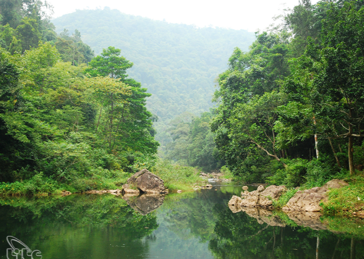 Rừng nguyên sinh Khe Rỗ