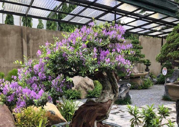 Vườn Bonsai Neo Garden – Koifarm Takana