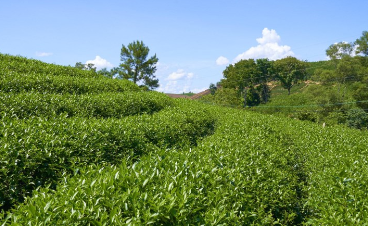 Đồi chè Hùng Sơn