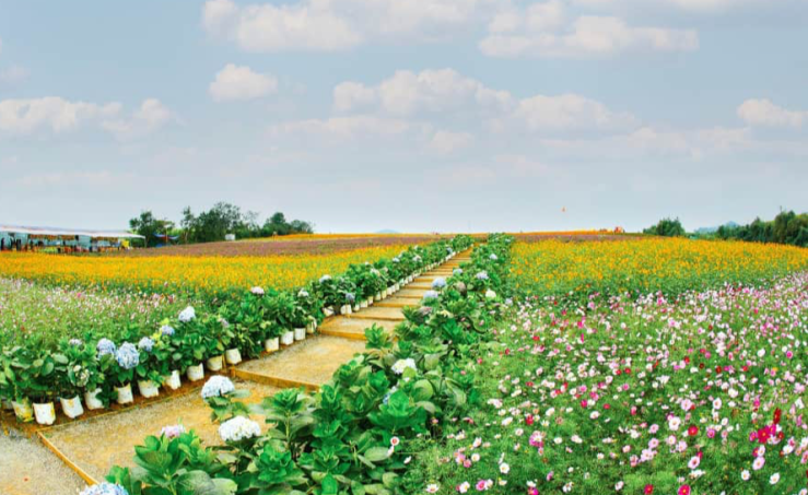 Thung lũng hoa Phủ Quỳ