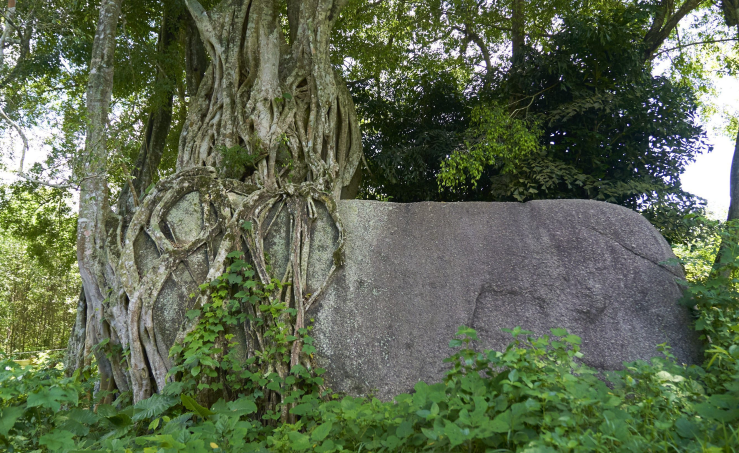 Cây Sanh di sản trên 1000 năm tuổi