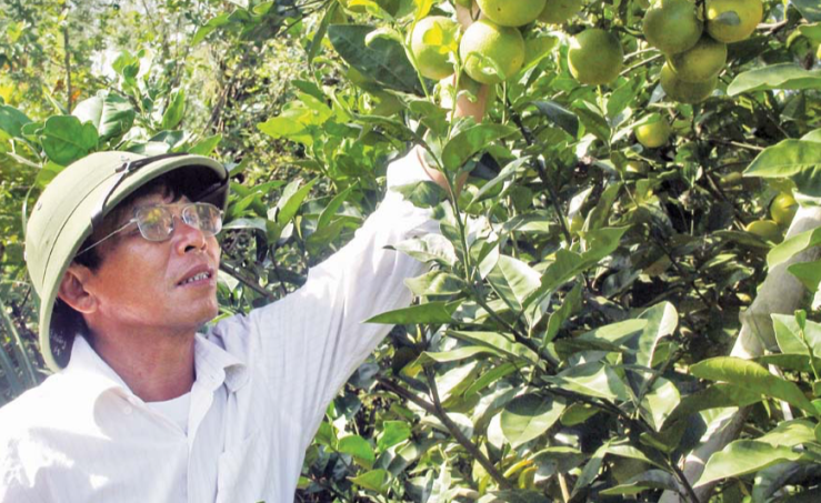 Trang trại cam Đồng Thành