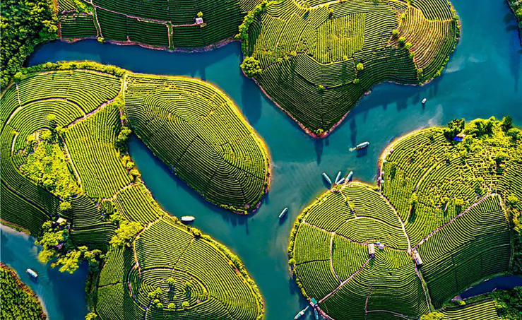 Đảo chè, huyện Thanh Chương