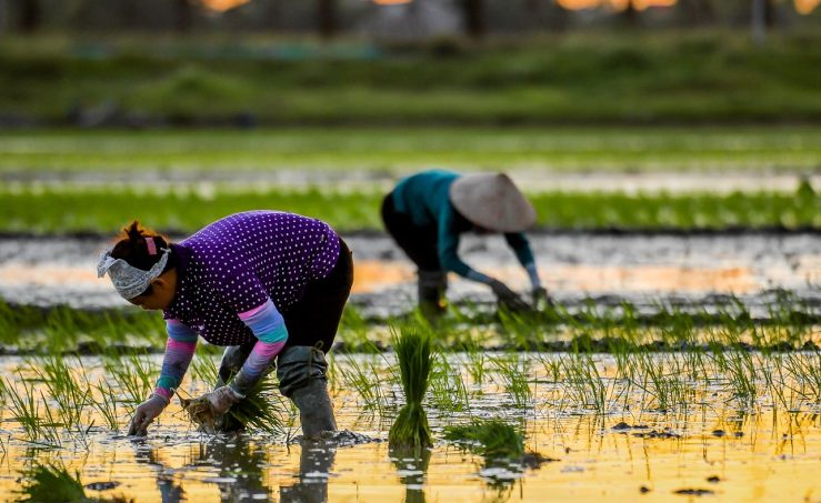Lễ hội thi cấy lúa