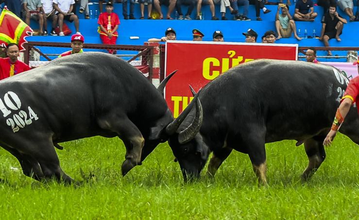 Lễ hội chọi trâu Nghi Thái