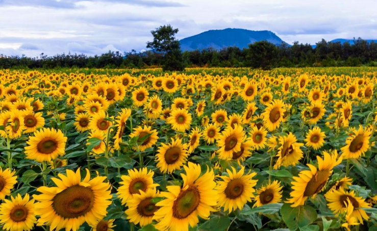 Cánh đồng hoa hướng dương và Trang trại Bò sữa TH