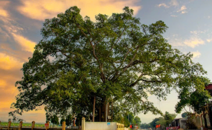 Lễ hội Cây đa làng Trù