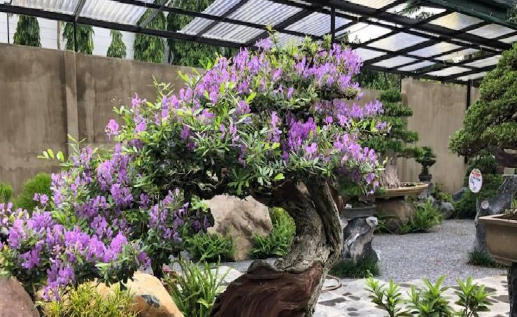 Vườn Bonsai Neo Garden – Koifarm Takana